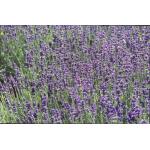 Lavandula angustifolia 'Hidcote'