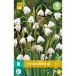 Leucojum aestivum (10 pièces)