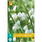 Leucojum Gravetye Giant (3 pièces)