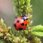 Appât/nourriture pour coccinelles