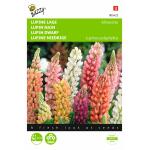 Lupine niedrige Minarette - Lupinus polyphyllus