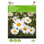 Margerite May Queen - Chrysanthemum leucanthemum