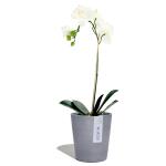 ECOPOTS Morinda Orchideentopf - Blau-grau Ø 14 cm