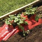 Bâche de paillage rouge - fraises et tomates