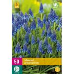 Muscari armeniacum (50 pièces)