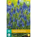 Muscari armeniacum - blaue Traube