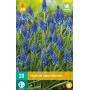 Muscari armeniacum - blaue Traube (20 stück)