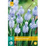 Muscari azureum - blaue Traube (10 stück)