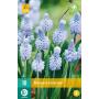 Muscari azureum - blaue Traube (10 stück)