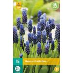 Muscari latifolium - blaue Traube (15 stück)