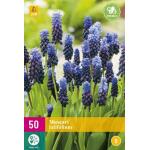 Muscari latifolium - jacinthe à grappes (50 pièces)