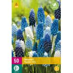 Muscari Magic Mix (50 pièces)