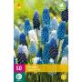 Muscari Magic Mix (50 stück)