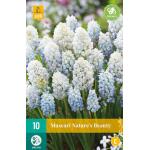 Muscari Nature's Beauty (10 pièces)