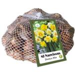 Mélange de narcisses à fleurs doubles (40 pièces)