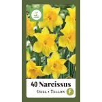 Narcisses grande coupe Jaune - 1 m²