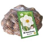 Petit sachet de narcisses Recurvus (30 pièces)