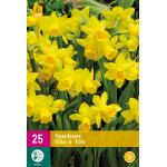 Narcissus Tête-à-Tête - Botanische Narzisse (25 stück)