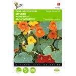 Capucine Grande à fleur, simple variée - Tropaeolum majus