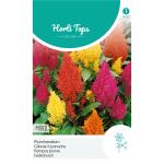 Celosia pyramidalis