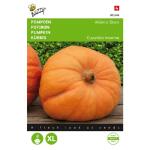 Kürbis Atlantic Giant - Cucurbita maxima