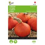 Potiron Uchiki Kuri - Cucurbita maxima