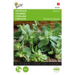 Pourpier Vert - Portulaca oleracea