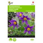 Kuhschelle - Pulsatilla vulgaris