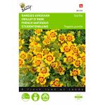 Studentenblume Starfire - Tagetes pumila