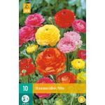 Ranunculus mix - Ranunkel