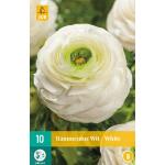 Ranunculus blanc (10 pièces)