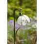 Petit perce-neige comme lampe de jardin - solaire