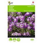 Alysse Tapis Royal - Alyssum maritimum