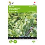 Schnittsalat Gelber runder Witte Dunsel - Lactuca sativa