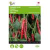 Piment Cayenne long slim - Capsicum annuum