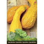 Courgette jaune Squash Summer