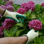 Gants de jardin en taille 10