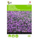 Männentreu hängend Saphir, blau - Lobelia erinus pendula