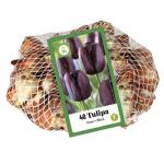 Filet de bulbes de tulipes noires (40 pièces)