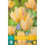 Tulipa Antoinette - mehrblütig (7 stück)