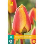 Tulipa Apeldoorn's Elite - Tulpe Darwin-Hybride (10 stück)