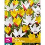 Tulipa Belles Tulipes - botanische Tulpe (25 stück)