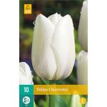 Tulipa Clearwater (10 pièces)