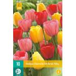 Mélange de tulipes Darwin Hybrid (10 pièces)