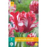 Tulipa Estella Rijnveld (7 pièces)