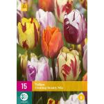 Tulipa Flaming Beauty mix - zweifarbige Tulpe