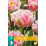 Tulipa Foxtrot