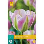 Tulipa Groenland