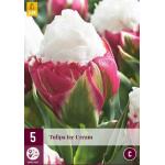 Tulipa Ice Cream (5 pièces)