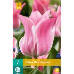 Tulipe Miss Elegance - Triumph